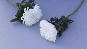 엄마 영혼 달래던 아들…中 전통 관습 따르다 ‘이 병’ 걸려