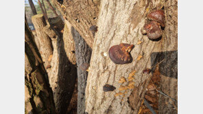 중국산 표고버섯 국내산으로 속여 판 농업인 구속