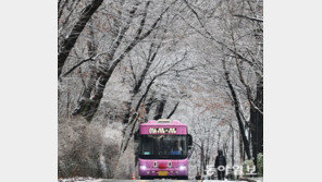 한겨울 활짝 핀 눈꽃과 동백꽃