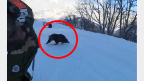 “갑자기 눈 마주쳤다”…日스키장에도 나타난 곰, 스노보더 쫓아가