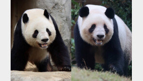 日 53년만에 ‘판다 없는 나라’로…중일 갈등속 내달 2마리 반환
