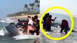 3시간 동안 밀어냈다…멸종위기 고래상어 구한 해변 사람들