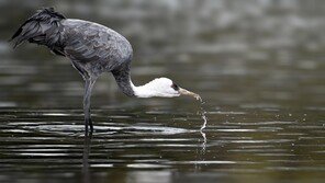 [신문과 놀자!/피플 in 뉴스]생태관광지 된 철새도래지… 자연과 인간이 공존하는 법