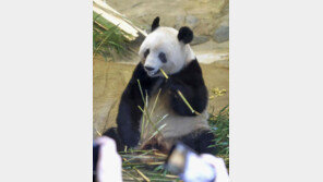 中과 갈등 커지는 日… 54년 판다외교도 끝