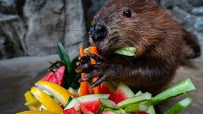 짐승만도 못하네…인간의 ‘순정’, 비버에게 졌다