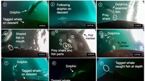 “혼자보단 둘이지”…세계 최초 범고래·돌고래 협동 사냥 포착