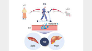 “노화로 생긴 지방간, 운동으로 개선할 수 있어”