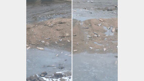 강화군 하천서 잇단 물고기 떼죽음…주민들 환경오염 우려 확산