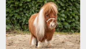 세계에서 가장 작은 말…키 52.6㎝, 귀여움 만렙