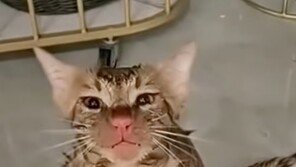 세탁기 들어간 고양이 10분간 ‘빙빙’…코에 찰과상