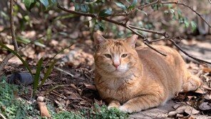 길고양이 러버콘에 가둬 불붙인 20대 징역 6월 집유
