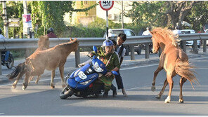 길 잃은 말이 도로 돌진…스쿠터 뒤엉켜 전복 사고