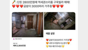 역세권 쓰리룸이 2800만원?…곰팡이 매물 논쟁 확산 [e글e글]