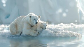 어미 잃은 새끼 입양한 엄마 북극곰…눈밭 위 피어난 ‘모성애’