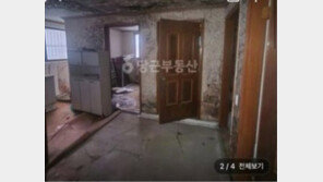 역세권 쓰리룸이 2800만원?…“곰팡이 3000마리 거주” 매물 논란[e글e글]