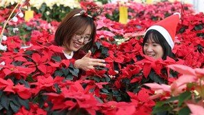 ‘크리스마스 꽃’ 포인세티아