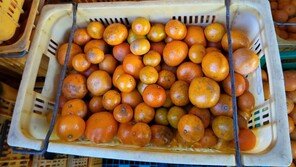 SNS로 ‘못난이 귤’ 시켰더니 ‘못먹는 귤’ 왔다…서귀포시 칼 빼들어