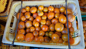 SNS로 ‘못난이 귤’ 시켰더니 ‘못먹는 귤’ 왔다…서귀포시 칼 빼들어