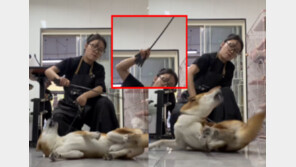 “일본 개니깐 맞아야지”…中 미용사, 시바견 ‘매타작’ 영상 논란