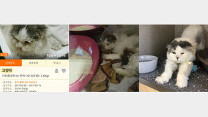  유기동물 치료를 일상으로 만든 동물병원들… 지역에서 시작된 조용한 변화