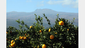 ‘겨울 맞나’ 제주 서귀포 낮 최고 22.5도…역대 가장 따뜻한 12월
