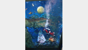 다누리 아쿠아리움 성탄절 이벤트