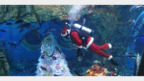 ‘다누리아쿠아리움’에 수영하는 산타 보러 오세요