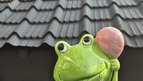 [고양이 눈]뛰놀고 싶지만…