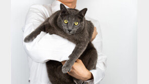 “우리집 뚱냥이도 다이어트?”…동물용 ‘비만 치료제’ 개발 본격화