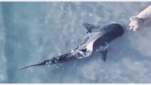 해변서 마주친 상어와 강아지…서로 놀라 줄행랑 (영상)