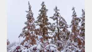 10년 동안 두 번 ‘화이트 크리스마스’…올해는?