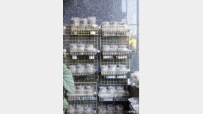 [고양이 눈]봄을 기다리며