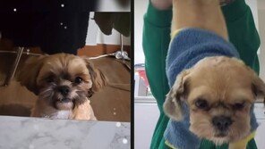 시츄에 담배 물리려고…강아지 학대한 견주에 ‘공분’