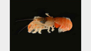 제주 서귀포서 신종 쏙류 발견…전 세계 첫 확인