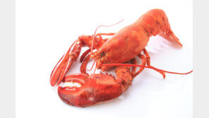 영국서 바닷가재 산채로 삶으면 불법…“갑각류도 고통 느낀다”