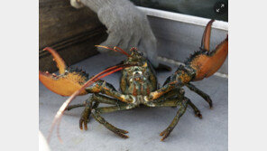 英, 랍스터 산 채로 요리 금지…“갑각류도 고통 느껴”