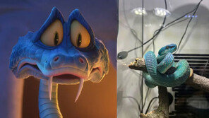 주토피아2 흥행에 독사 구매 급증한 中…애완 뱀에 물려 손가락 절단 사고