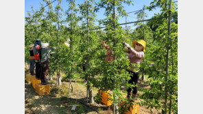 정부, 내년 외국인 계절근로자 10만9100명 배정…전년比 14%↑