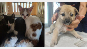 무차별 동물 입양 후 방치해 죽게 한 20대, 검찰 송치