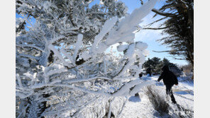 발왕산 정상에 핀 상고대… 내일 아침 강추위 예보