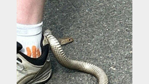 운동화 고리에 걸린 독사…목숨 구한 비결은?