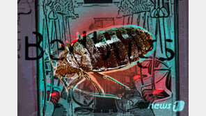 “휴가 가는 비행기서 빈대 물렸다”…항공사에 3억 손해배상 소송