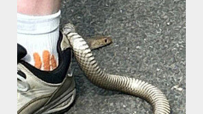 독사가 운동화에 매달려…침착한 대처가 목숨 구했다