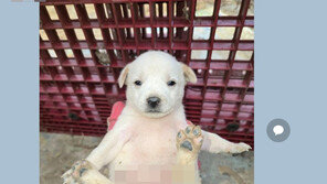 “강아지가 화근”…나주시의회 34년 만에 첫 의원 징계