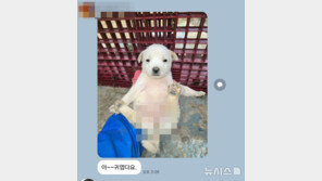 단톡방에 암컷강아지 사진… ‘성희롱 논란’ 나주시의원, 징계확정