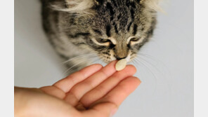 반려동물 약, 건조하고 햇빛 안 드는 실온에 두어야