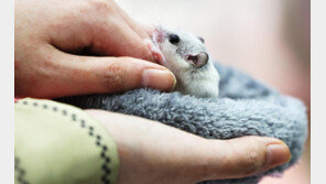 “저승길 보냈다”…햄스터 강제합사·학대 생중계 누리꾼 수사 착수