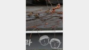 [고양이 눈]“우리도 송년회!”