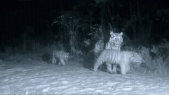 백두산 호랑이 대가족 포착…어미와 새끼 5마리 “매우 이례적” (영상)