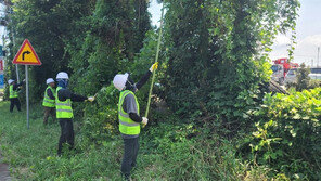 일출봉도 피해… 제주 ‘칡덩굴과의 전쟁’